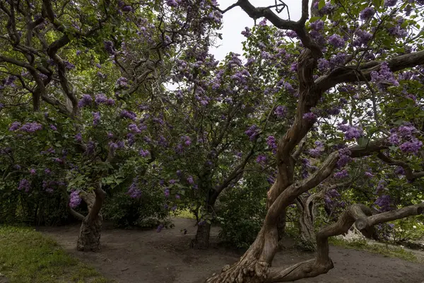Bahar bahçesinde açan kıvrık leylak ağaçları.