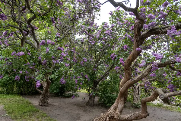 Bahar bahçesinde açan kıvrık leylak ağaçları.