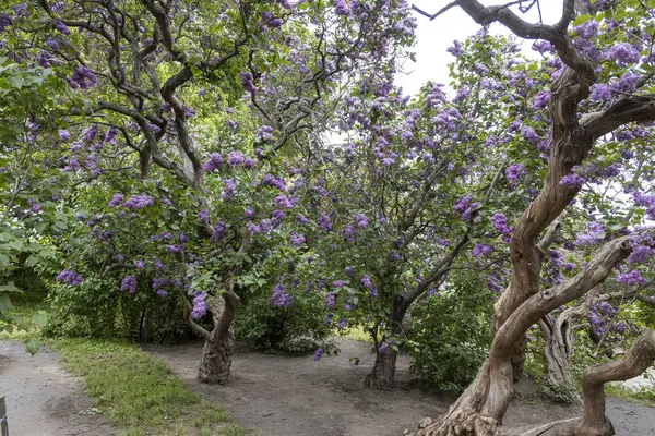 Bahar bahçesinde dalları bükülmüş leylak ağaçları