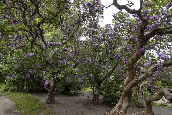 Bahar bahçesinde dalları bükülmüş leylak ağaçları