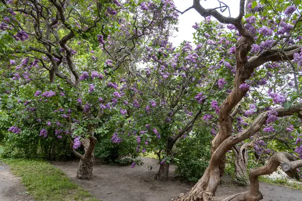 Bükülmüş leylak ağaçları tamamen çiçek açmış.