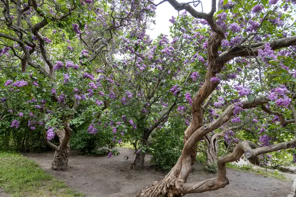 İlkbahar parkında gürleyen leylak ağaçları