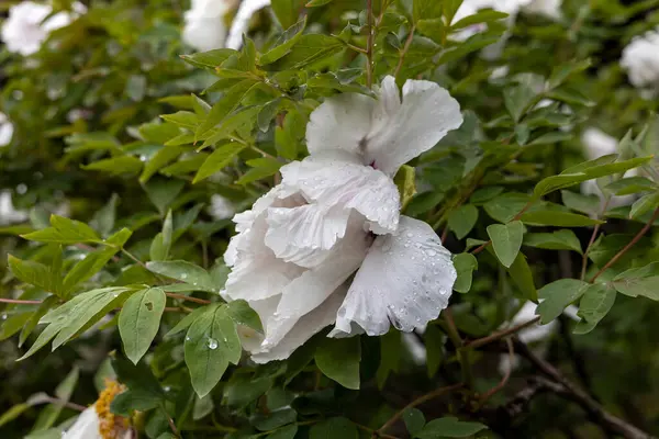 Bahçede yağmur damlaları olan beyaz şakayık çiçekleri.