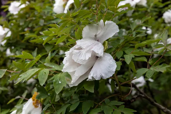 Bahar bahçesinde yağmur damlalarıyla beyaz şakayık çiçekleri