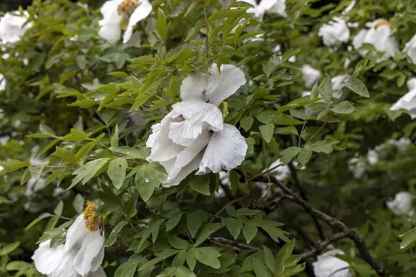 Yapraklı bahçede yağmur damlalarıyla beyaz şakayık çiçekleri.