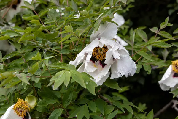 Bahar bahçesinde yağmur damlası beyaz şakayık çiçeğini kapladı