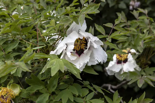 Bahçede yağmurdan sonra yağan beyaz şakayık çiçeği
