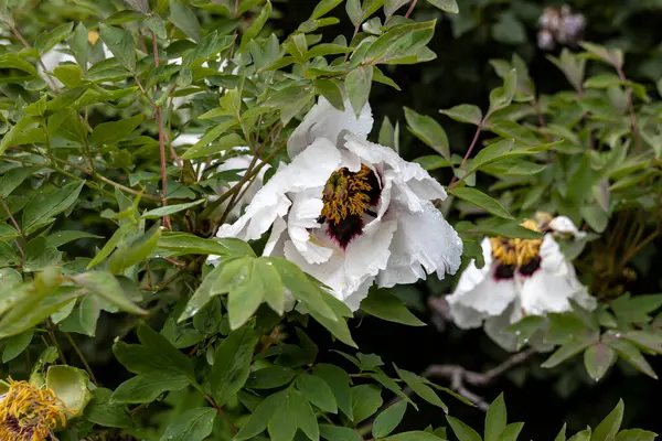 Beyaz şakayık çiçeği, yağmur damlaları bahçesine yakın.