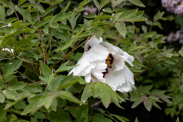 Bahçede yağmur damlaları olan beyaz şakayık.