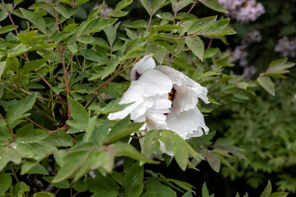 Bereketli bahçede yağmur damlaları olan beyaz şakayık.