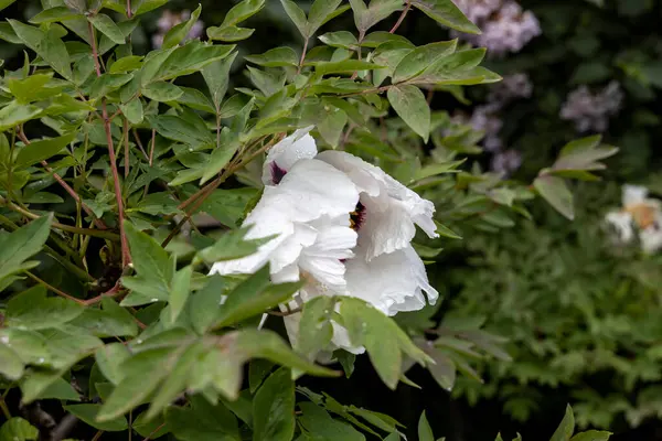 Bahar bahçesinde yağmur damlalarıyla beyaz şakayık çiçeklerini kapatın.