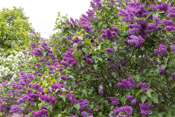 Bahar bahçesinde açan mor leylak çalıları