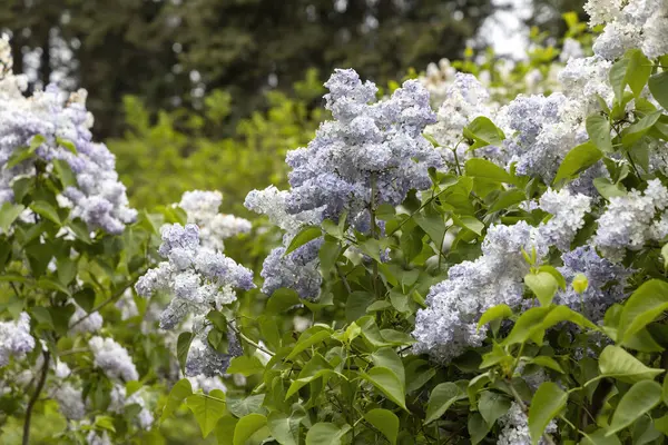 Bahar bahçesinde soluk lavanta çiçekleriyle çiçek açan leylak çalısı.