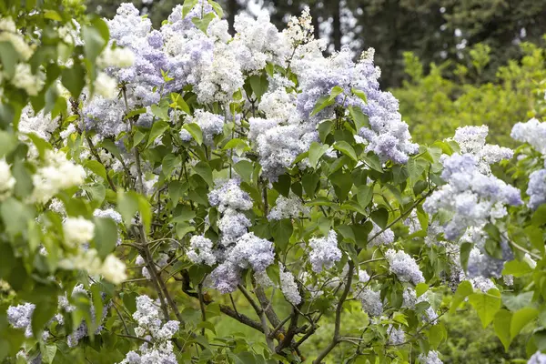 Bahar baharı bahçesinde çiçek açan leylak çalısı.