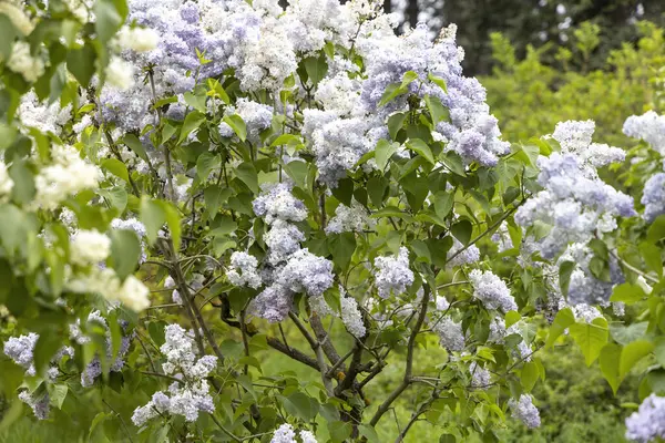 Bahar bahçesinde pastel çiçeklerle açan leylak çalısı.