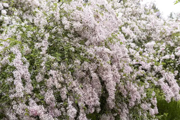 Bahar bahçesinde üst üste serpilen leylak çiçekleri.