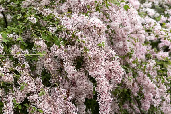 Bahçe çalılarında sarkan solgun pembe leylak çiçekleri
