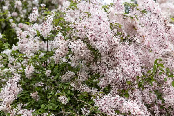 İlkbaharda çalılıklarda açan pembe leylak çiçekleri.
