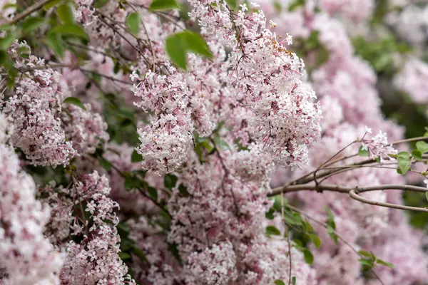 Bahar çalılığında soluk pembe leylak çiçeklerini kapatın.