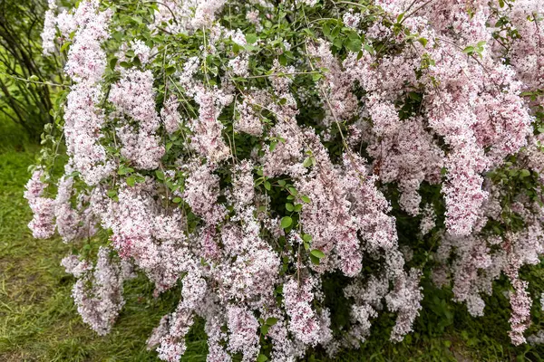 Bahar bahçesinde çağlayan pembe leylak çiçekleri