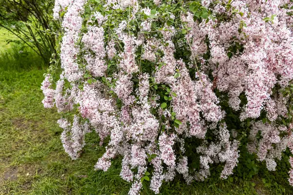 Bahar bahçesinde ağlayan soluk pembe leylak çalısı