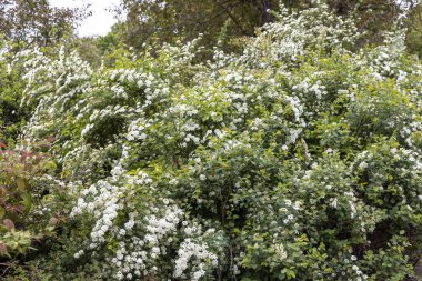 Çiçekli beyaz spirea çalıları yemyeşil bahar bahçesini dolduruyor.