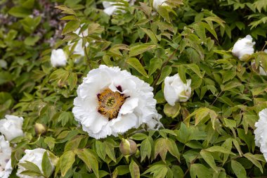 Bahar bahçesinde açan beyaz şakayık çiçeği yakın plan