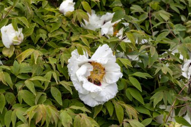 Beyaz şakayık çiçek açar yemyeşil bahar bahçesinde