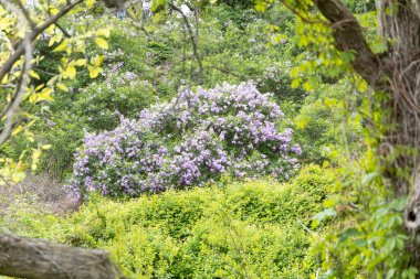 Yeşil yamaçta çiçek açan leylak çalıları