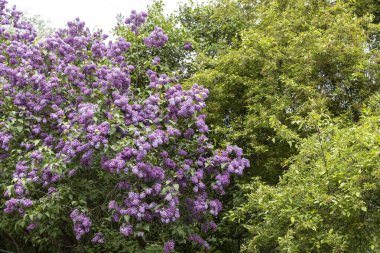 Çiçekli bahar bahçesinde açan leylak çalısı