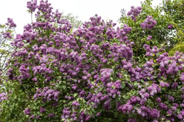 Baharın ortasında mor leylak çalısı, açık havada çiçek açar.