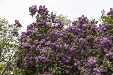 Bahar bahçesinde, bulutlu gökyüzünün altında açan leylak çalısı.