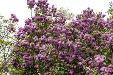 İlkbaharda gür leylak çalısı, açık havada açar.