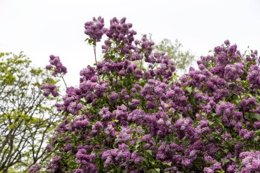 Bulutlu bahar gökyüzünün altındaki ağaçta mor leylak çiçekleri.