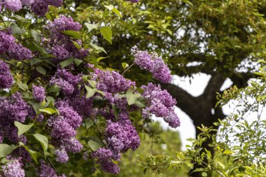 Bahar bahçesinde mor leylak çiçekleri