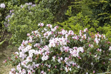 Bahar bahçesinde çiçek açan pembe çalı çalısı