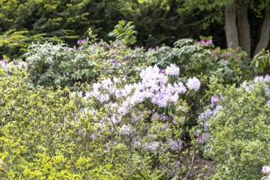 Çiçekli bahar bahçesindeki çalı çiçekleri.