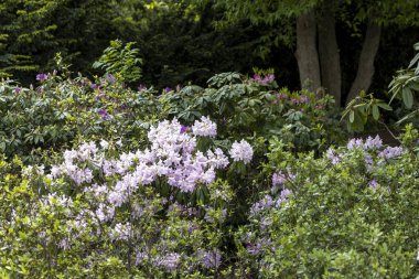 Orman parkı bahçesinde güneşli pembe çalı çalıları