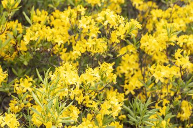 İlkbaharda açan sarı açelya çalılarını kapatın.