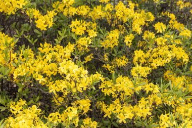 Canlı sarı açelya çalısı tam bahar çiçeğinde