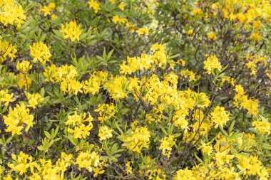 Çiçekli sarı açelya çalısı bahar bahçesinde gün ışığında