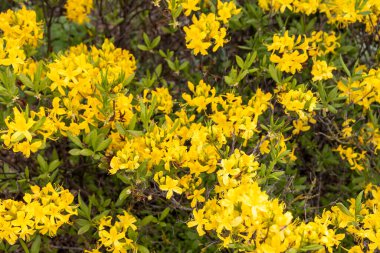 Baharda canlı sarı açelya çiçeklerinin yakın çekimi