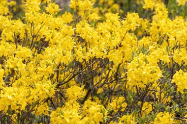 Parlak sarı açelya çalısı tam bahar çiçeğinde