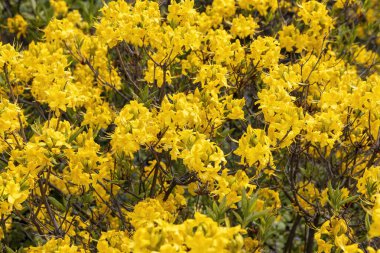 Bahar bahçesindeki sarı açelya çalılarını kapatın.