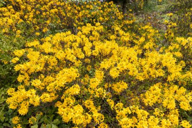 Bahar bahçesinde açan canlı sarı açelya çalıları.
