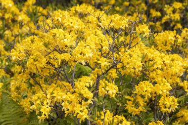 Bahar bahçesinde açan parlak sarı açelya çalısı.
