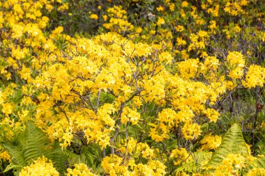 Sarı açelya çalıları yemyeşil bahar ormanlarında çiçek açıyor.
