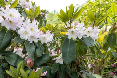 Bahar bahçesinde açan beyaz rhododendron çiçekleri