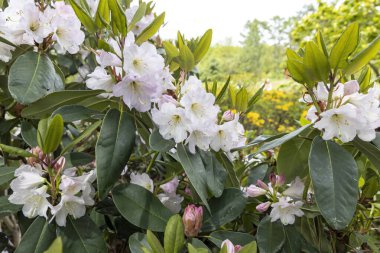Beyaz rhododendron çiçekleri yapraklı bahar çalılarında çiçek açıyor.