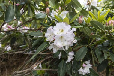 Bahar bahçesinde beyaz rhododendron çiçek açıyor